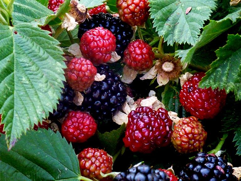 blackberries