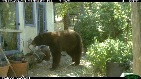 I think we get used to the cuteness of these big animals, seeing photographs and videos, but they're actually pretty terrifying when they walk into your house