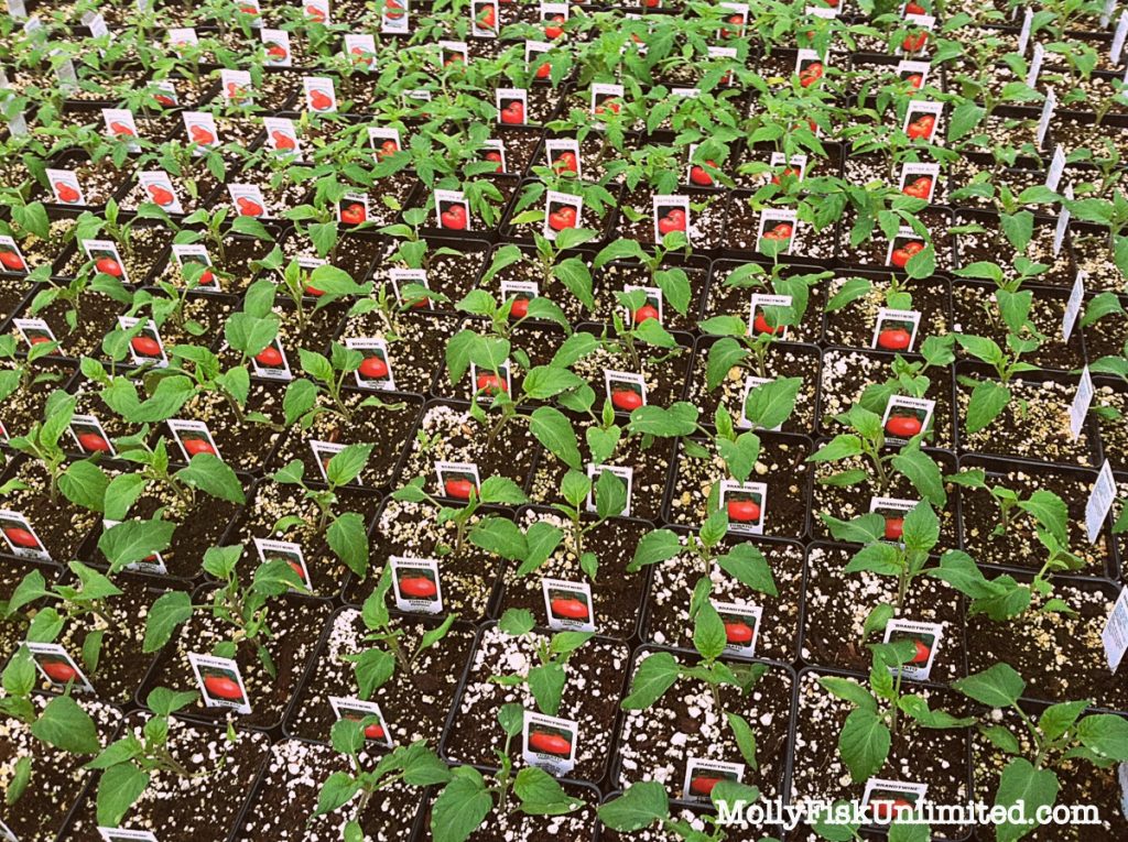 plants