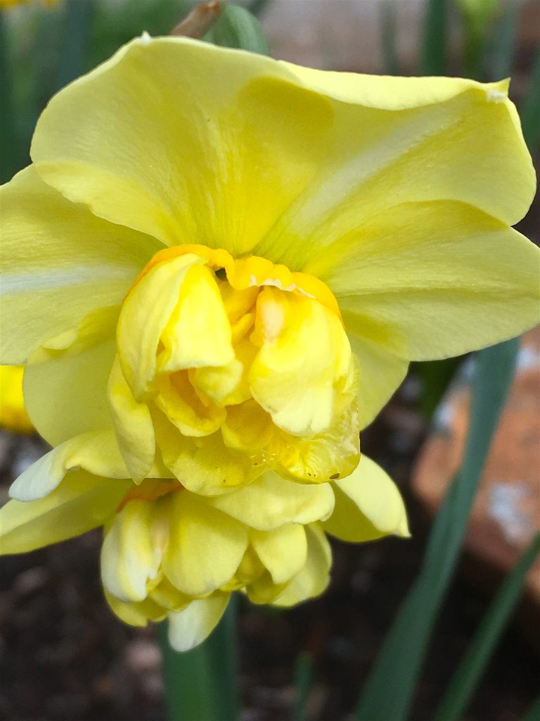 jonquil