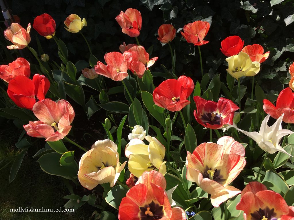 tulips ananda