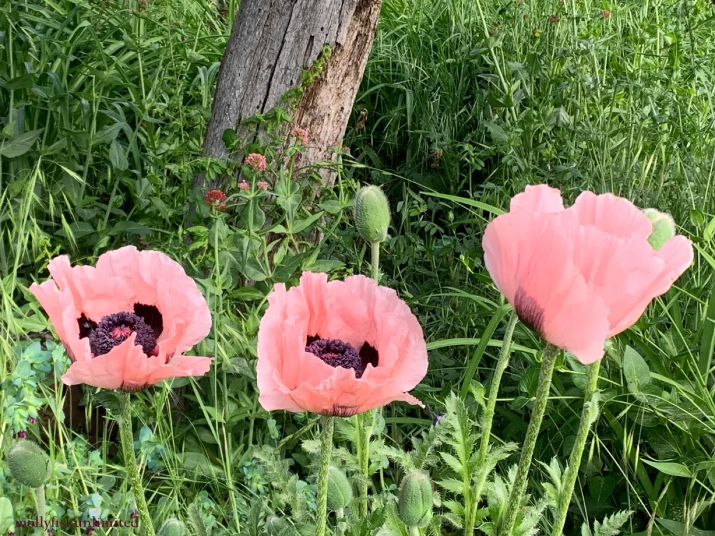 pink flowers